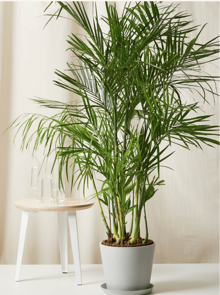 Bamboo palm